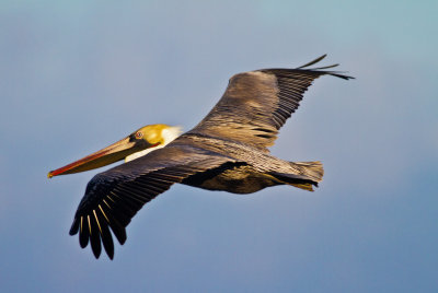 Brown Pelican