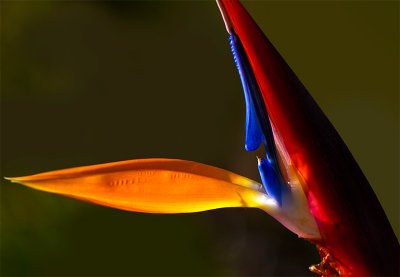 Bird of Paradise