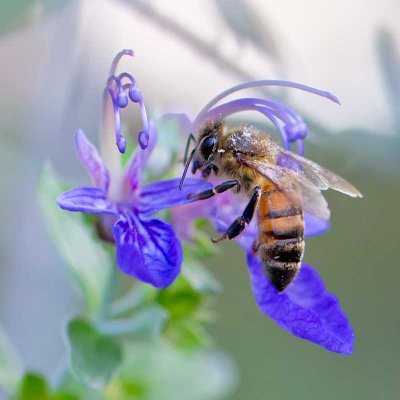 Honey Bee on Bush Germander