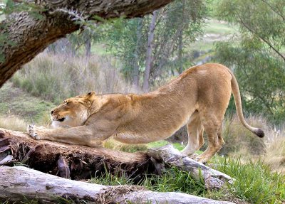 Scratch and Stretch