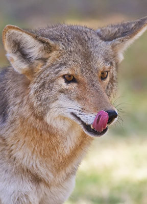 Coyote