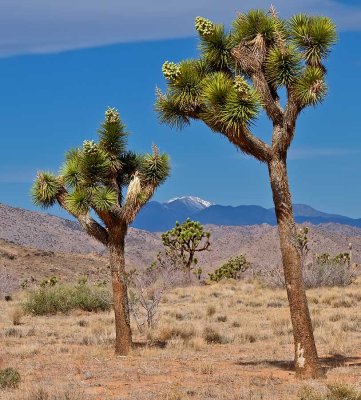 Joshua trees