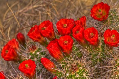 Claret Cup Cactus flowers