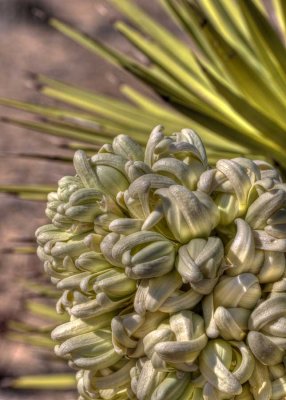 Joshua tree bloom