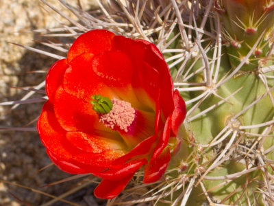 Claret Cup Cactus flower