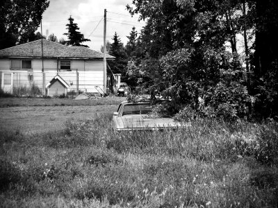 In the weeds Nanton Alberta.jpg