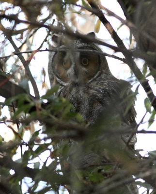 136. Long-eared Owl