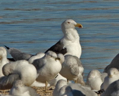 Great Black-backed Gull