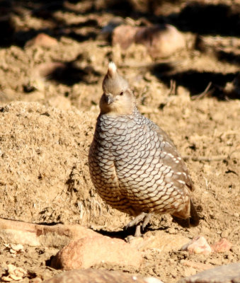 Scaled Quail