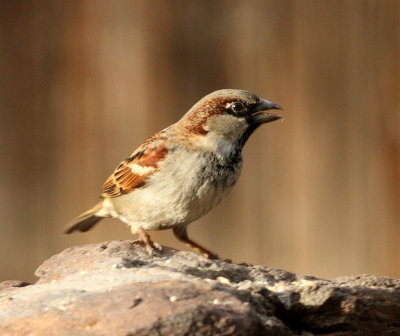 32. House Sparrow