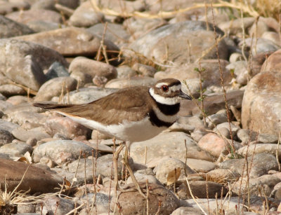 Plovers
