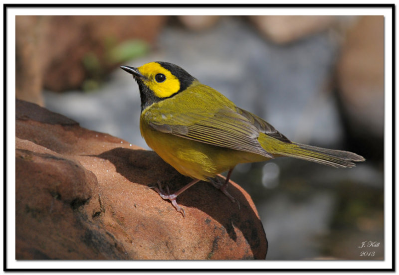 Hooded Warbler