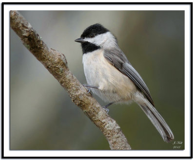 Carolina Chickadee