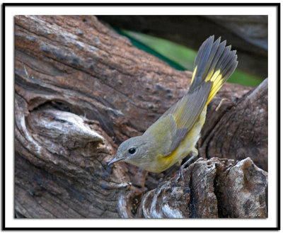 American Redstart