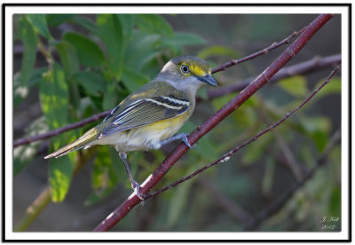 White-eyed Vireo