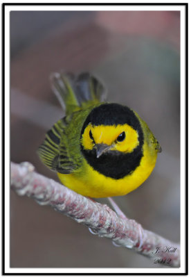 Hooded Warbler