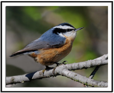 Red-breasted Nuthatch