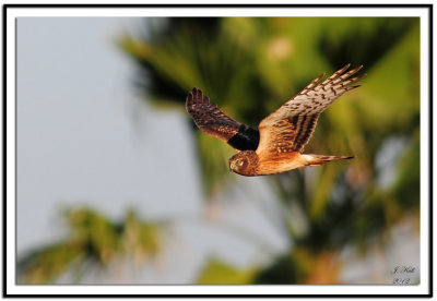 Northern Harrier