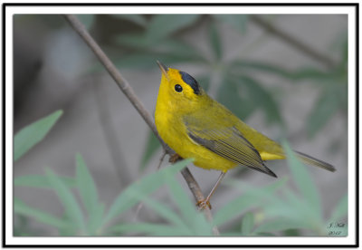 Wilsons Warbler