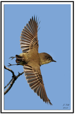 Eastern Phoebe