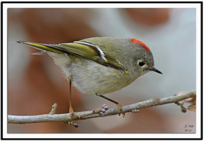 Ruby-crowned Kinglet