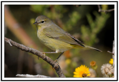 Orange-crowned Warbler