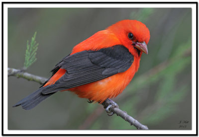 tanagers