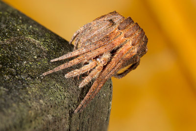 Tree Stump Orb Weaver Spider