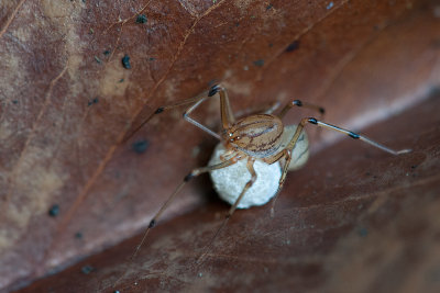 Spitting Spider