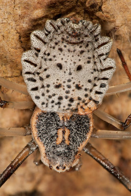 Ornamental Tree Trunk Spider