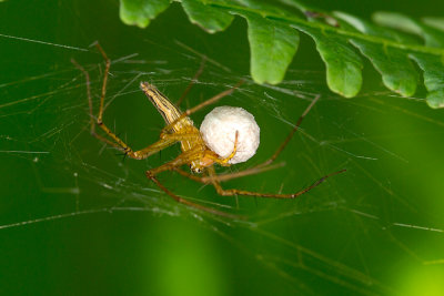 Lynx Spider