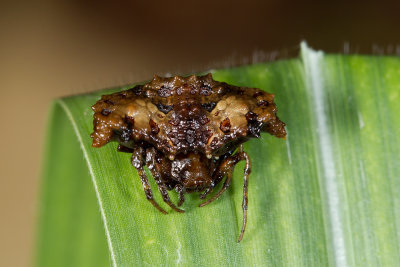 Bird Dung Spider