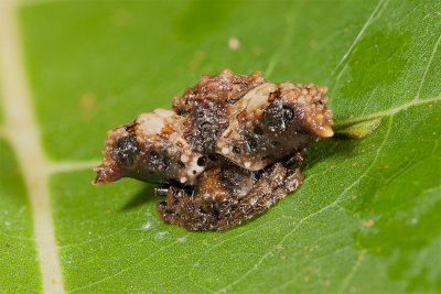 Bird-Dung-Spider.jpg