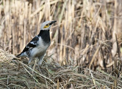 Black-collared Starling