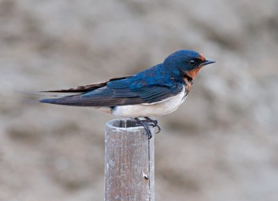 Barn Swallow