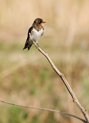 Barn Swallow