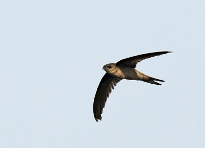 Swallows,Swifts and Needletails