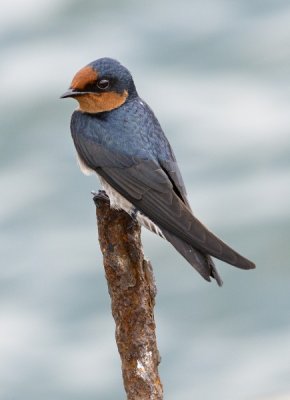 Pacific Swallow