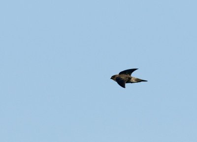 Germain's Swiftlet