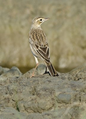 Richard's Pipit