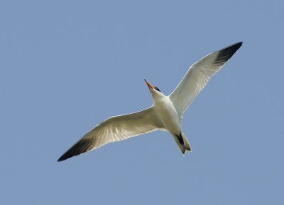 Caspian Tern