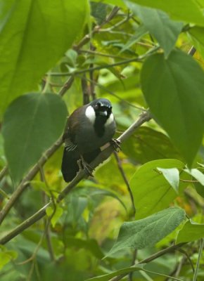 Black-throated Laughinthrush