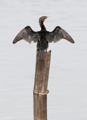 Little Cormorant