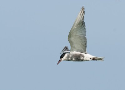 Whiskered Tern