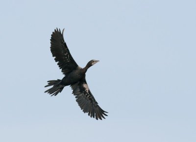 Little Cormorant