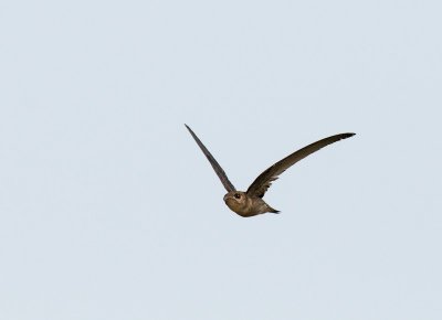 Asian Palm Swift