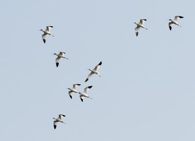 Pied Avocet