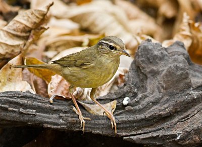 Radde's Warbler