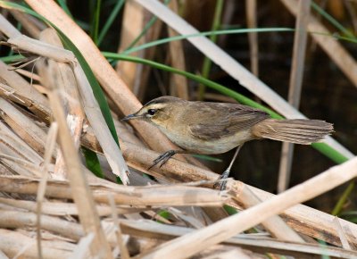 Black-browed Reed Warbler