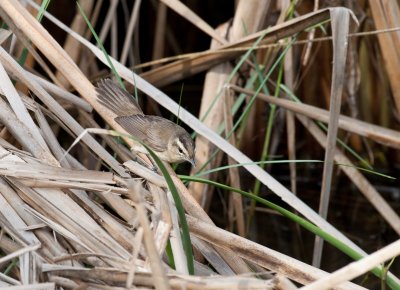 Black-browed Reed Warbler